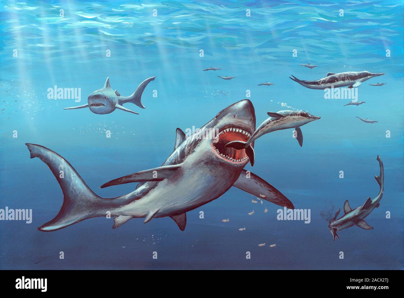 Requin Mégalodon Artwork Dun Requin Mégalodon Carcharodon Megalodon Sattaquer à Un