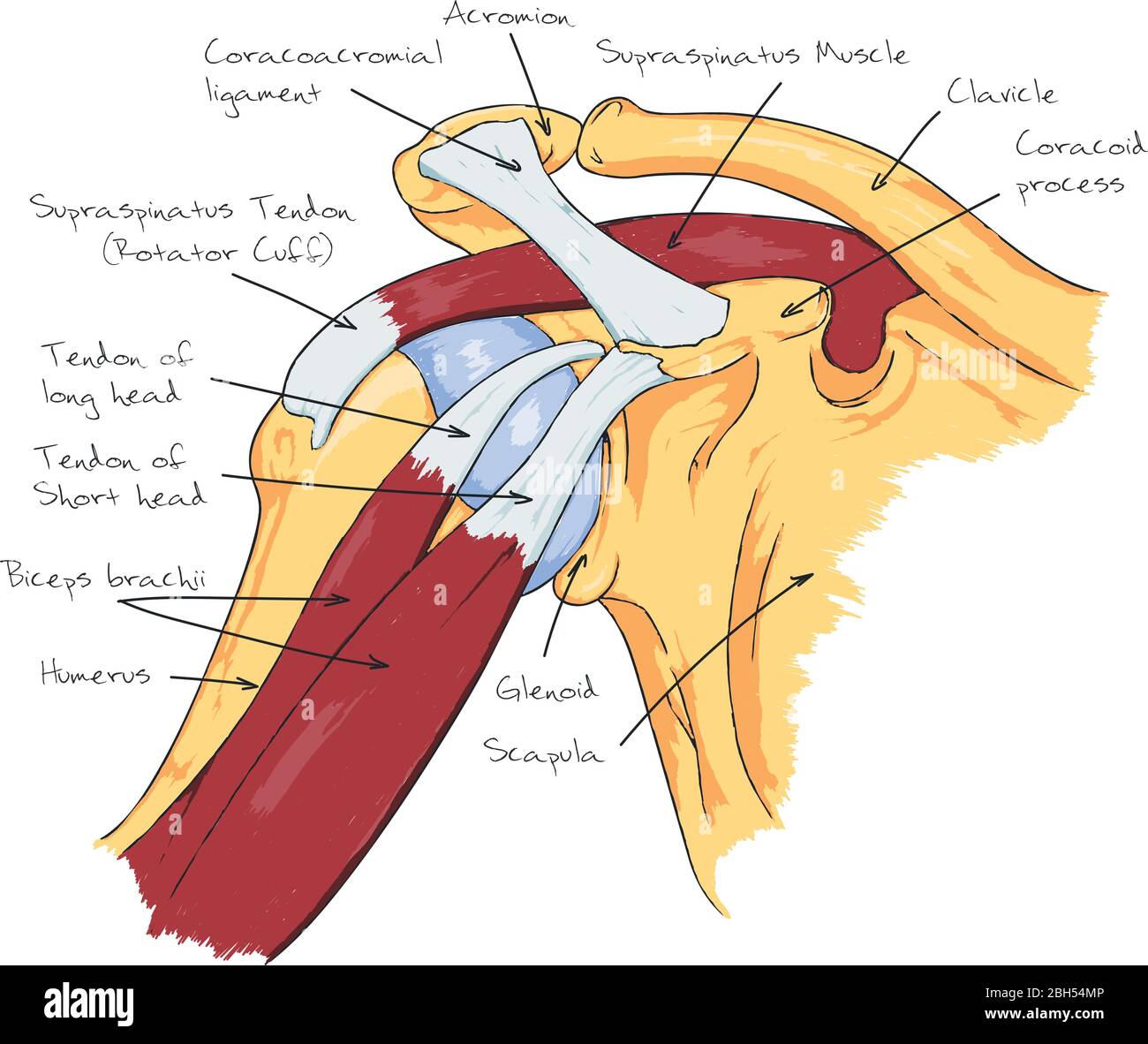 Anatomie Schéma De Lépaule Douleur De Lépaule Image Vectorielle Stock Alamy 0169