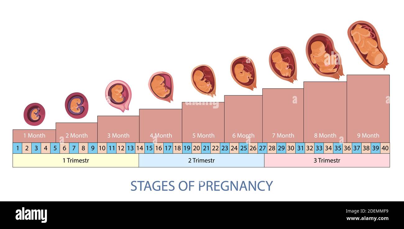 Infographie Sur Les Stades De La Grossesse Et Le Développement Du Fœtus Image Vectorielle Stock 