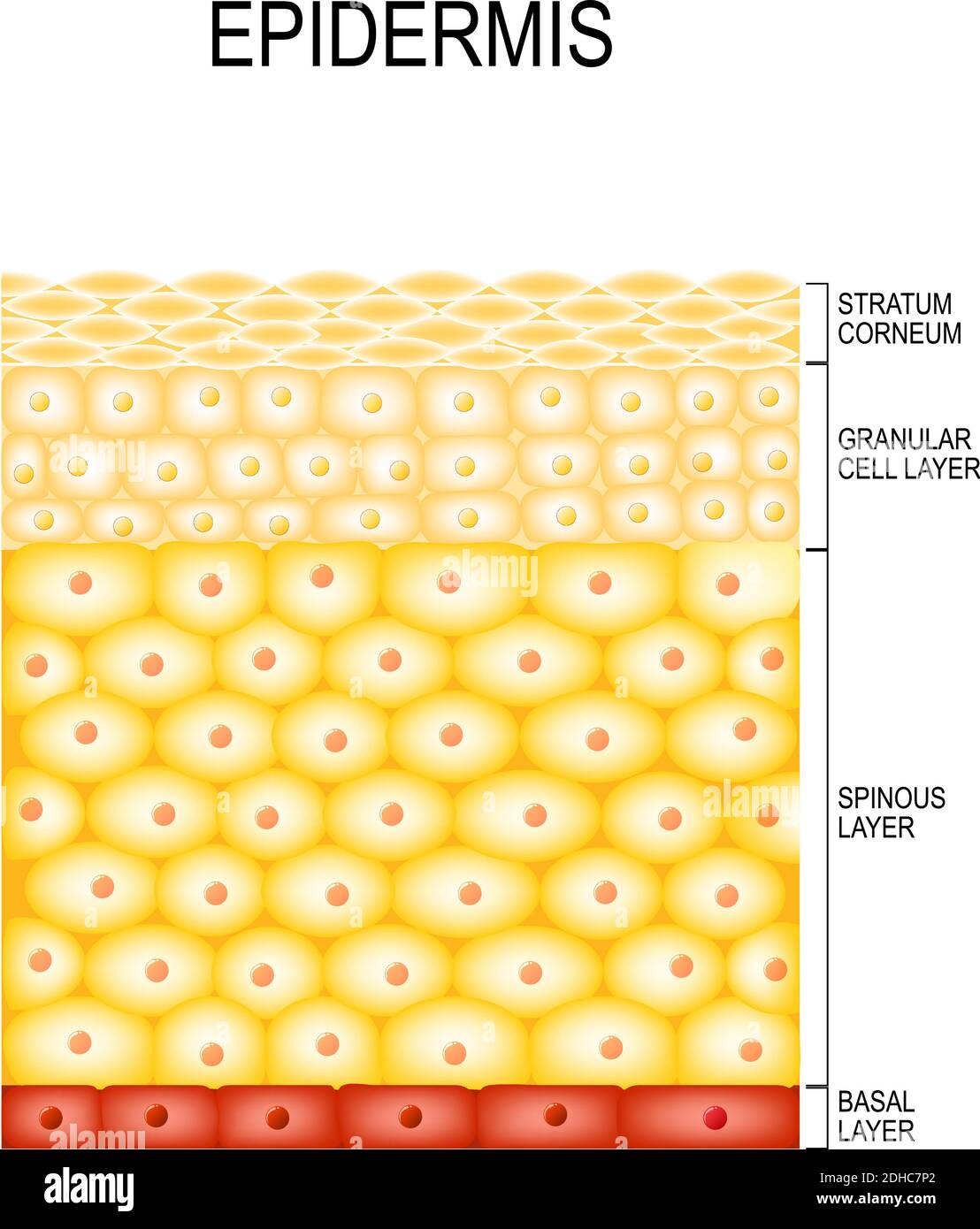 Cellules De La Peau Et Structure Couches De Lépiderme Cornifié Stratum Corneum Couche 