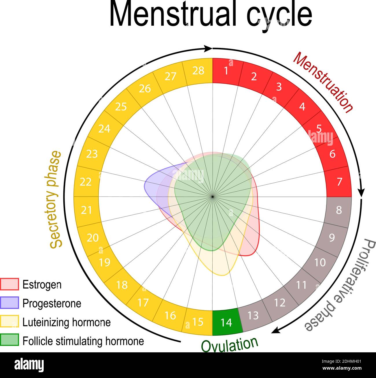 Cycle Menstruel Et Niveau Hormonal Cycle Ovarien Phase Folliculaire Et Lutéale Période De 9755