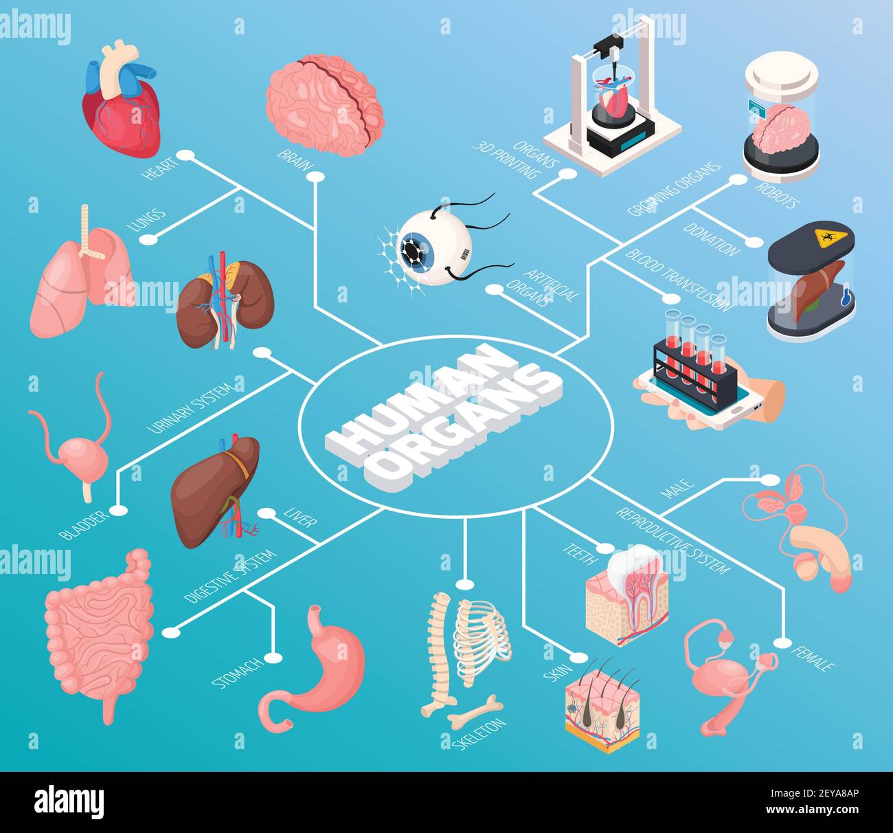 Organigramme Isométrique Des Organes Humains Montre Les Organes