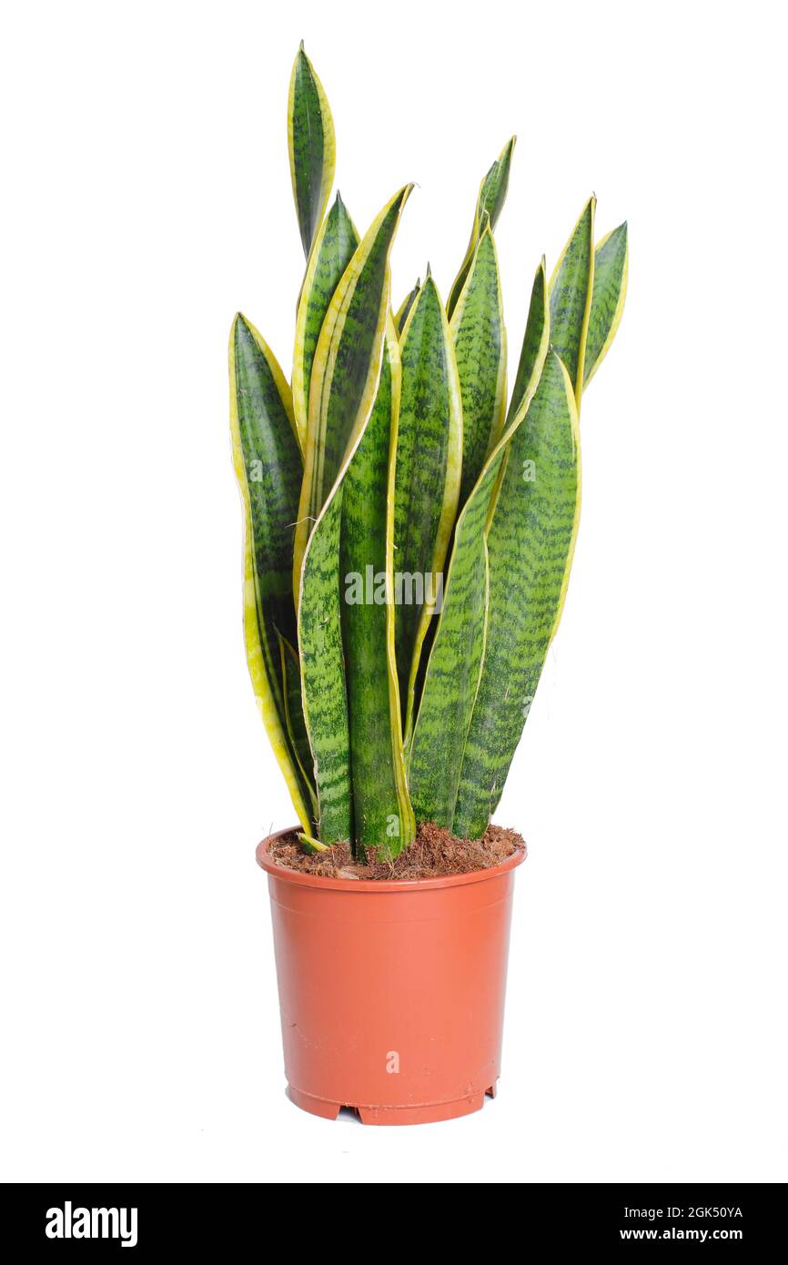 Plante De Serpent Isolée Sur Fond Blanc Sansevieria Trifasciata Dracaena Trifasciata Photo 