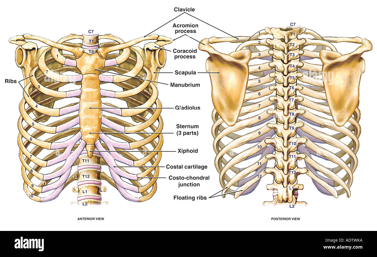 La poitrine et le dos thoracique Anatomie squelette squelette avec les