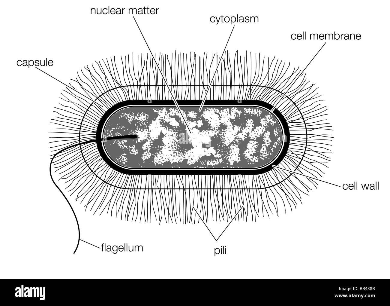 Schéma de la structure d'une cellule bactérienne typique du genre