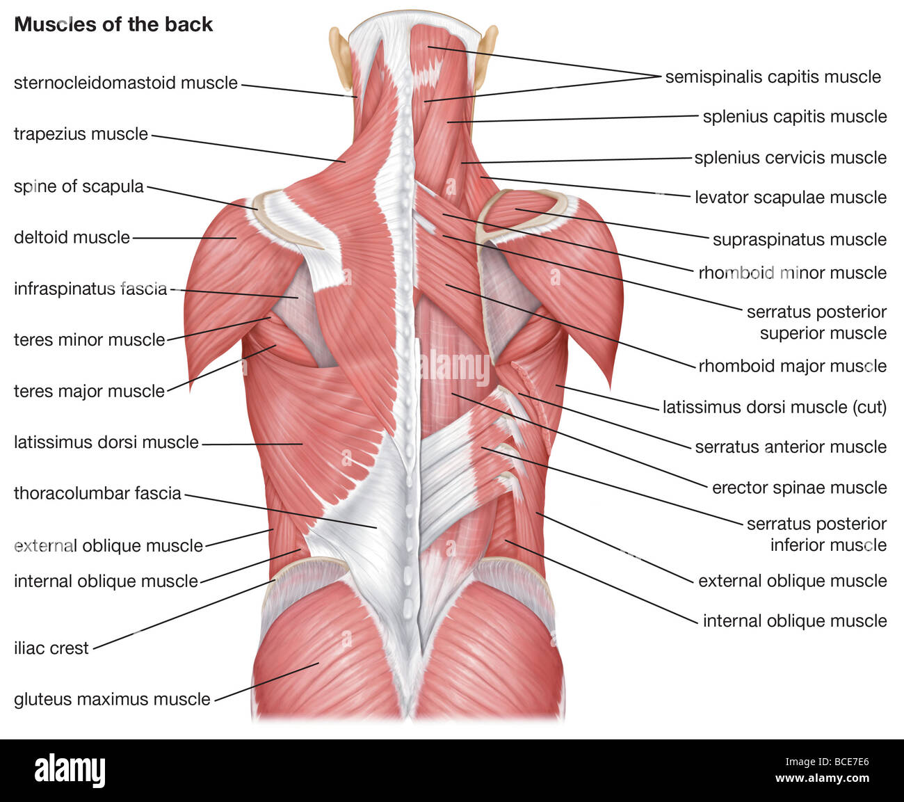 Les Muscles Du Dos Photo Stock Alamy 6716