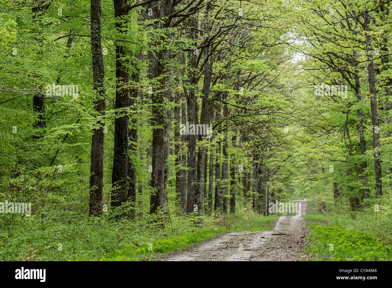 Paysage De La Forêt De Tronçais Forêt De Tronçais France Photo Stock Alamy 1754