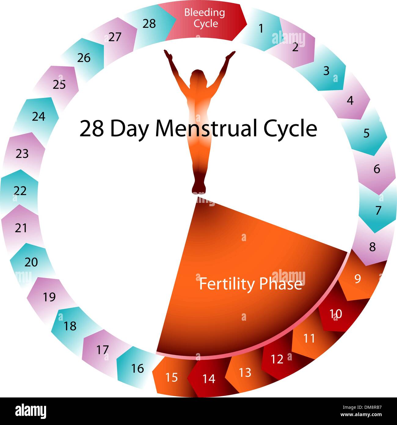 Tableau de fertilité du cycle menstruel Image Vectorielle Stock Alamy