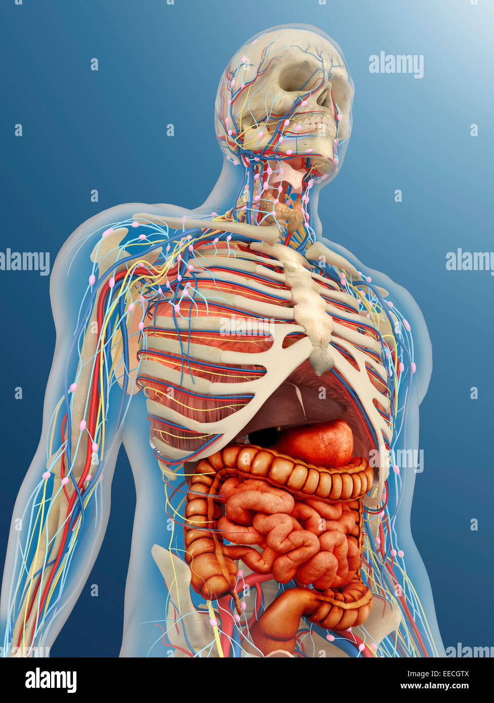 Anatomie du Corps Humain en 3D : Exploration et Apprentissage