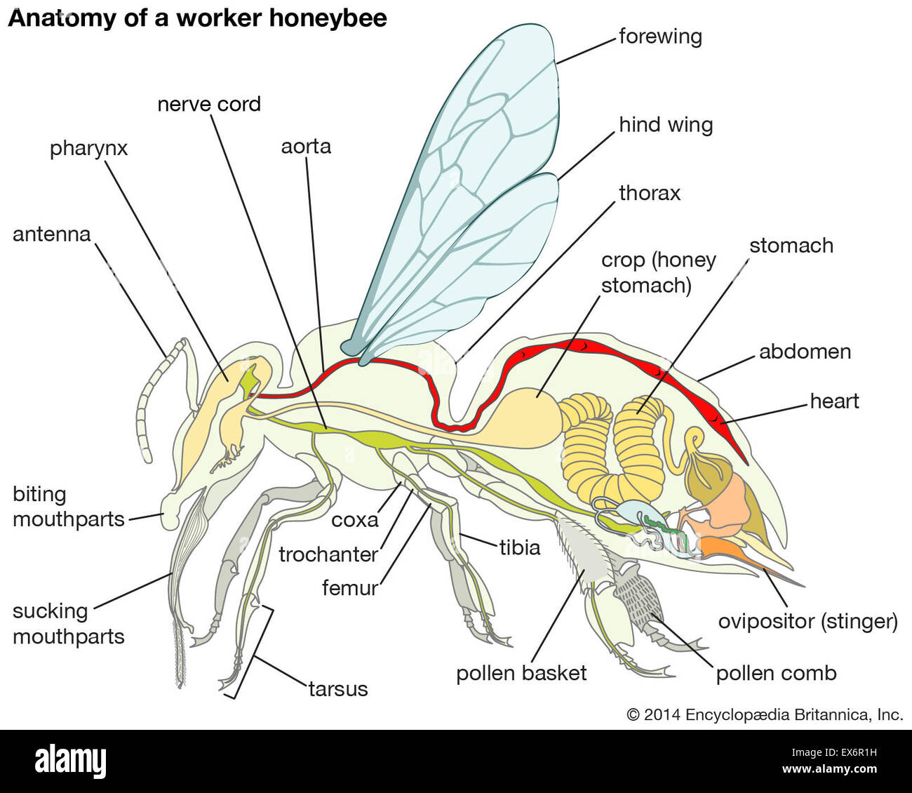 Anatomie d'une abeille travailleur Photo Stock Alamy