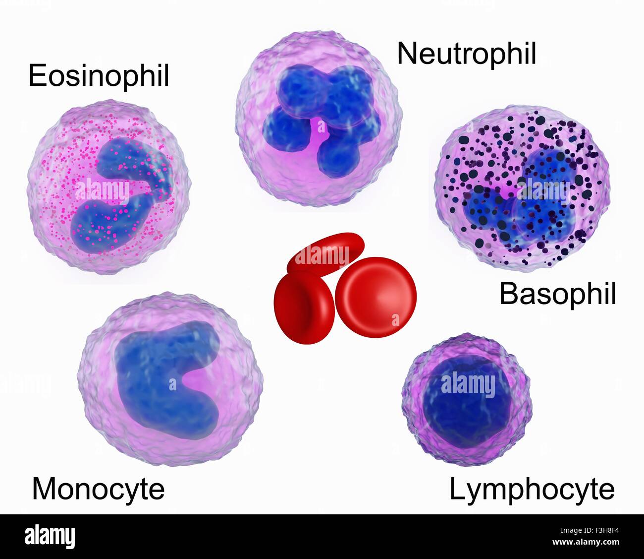 Illustration de cellules du sang, montrant un des neutrophiles