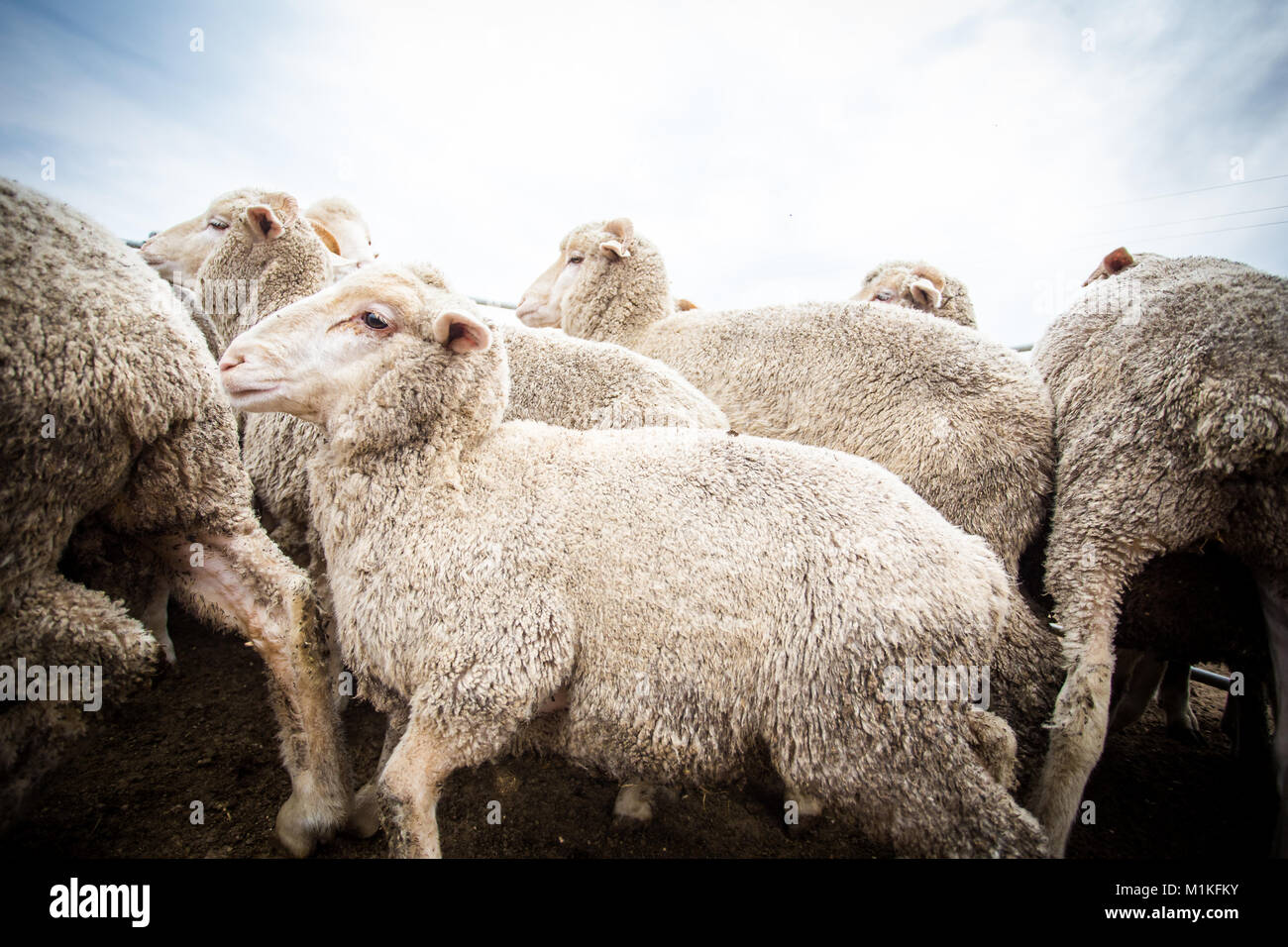 Close Up Grand Angle De Visualisation Dun Troupeau De Moutons Dans Un Enclos Dans Une Ferme 