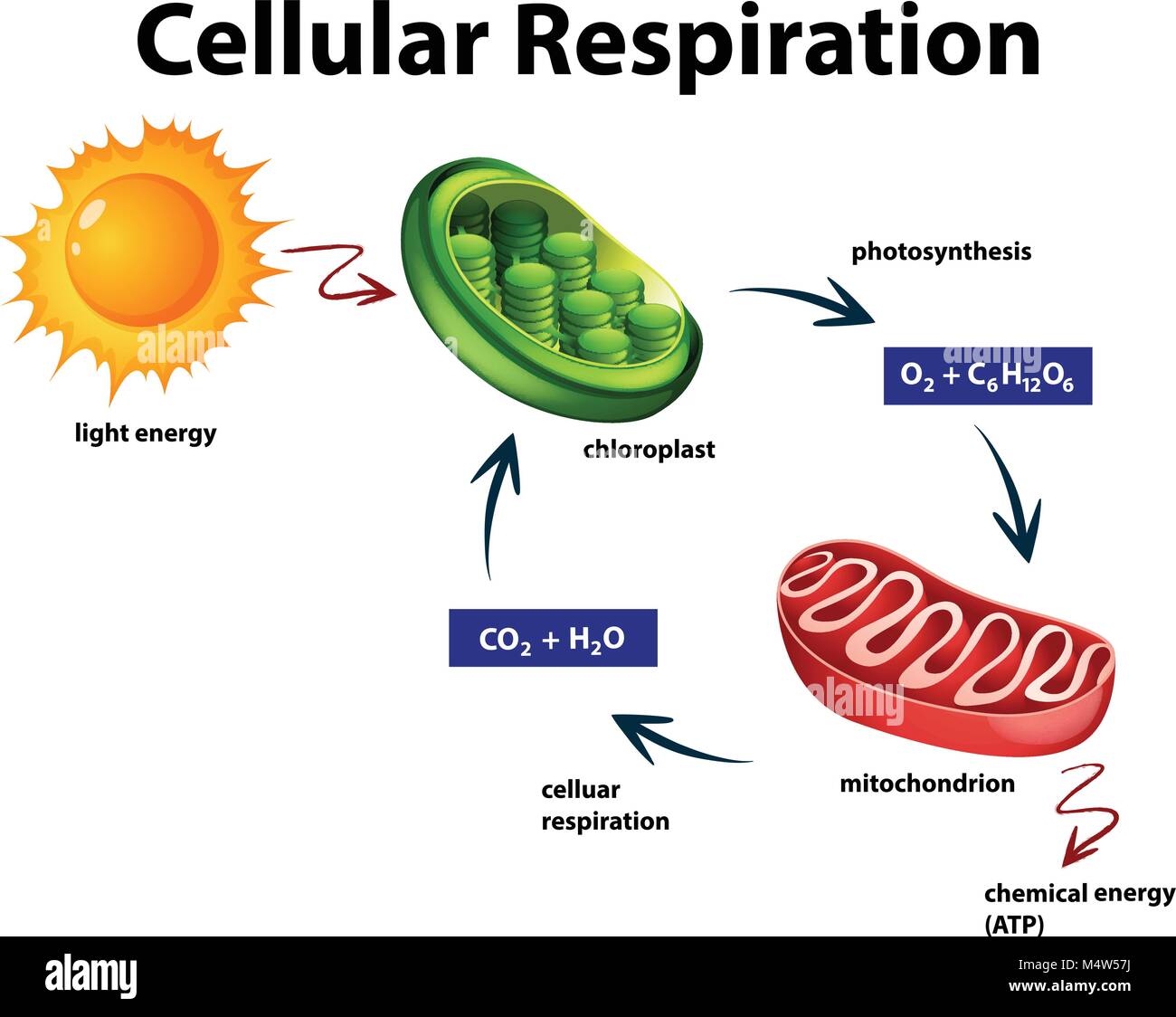 Schéma de l'illustration de la respiration cellulaire Image Vectorielle
