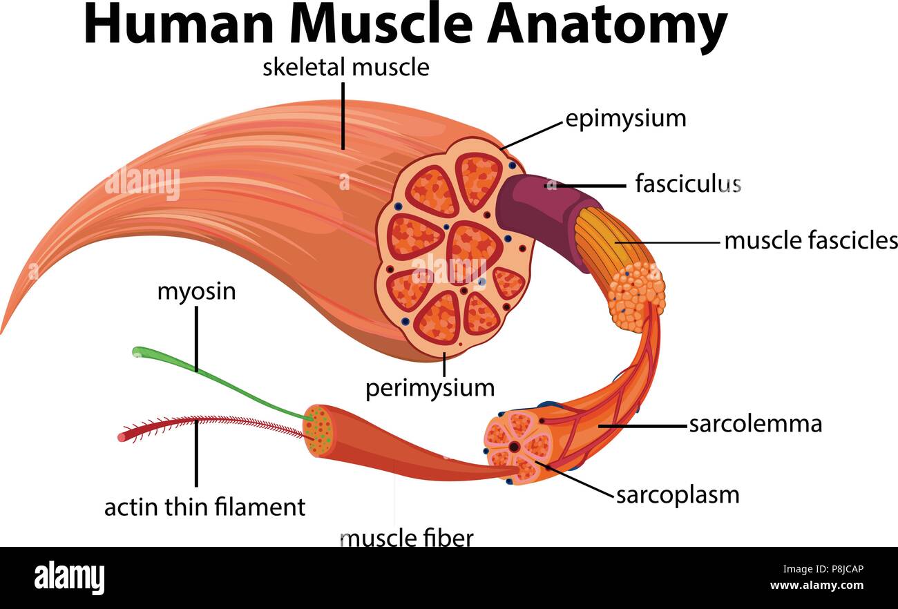 Sch ma de l anatomie musculaire humaine  illustration Image 