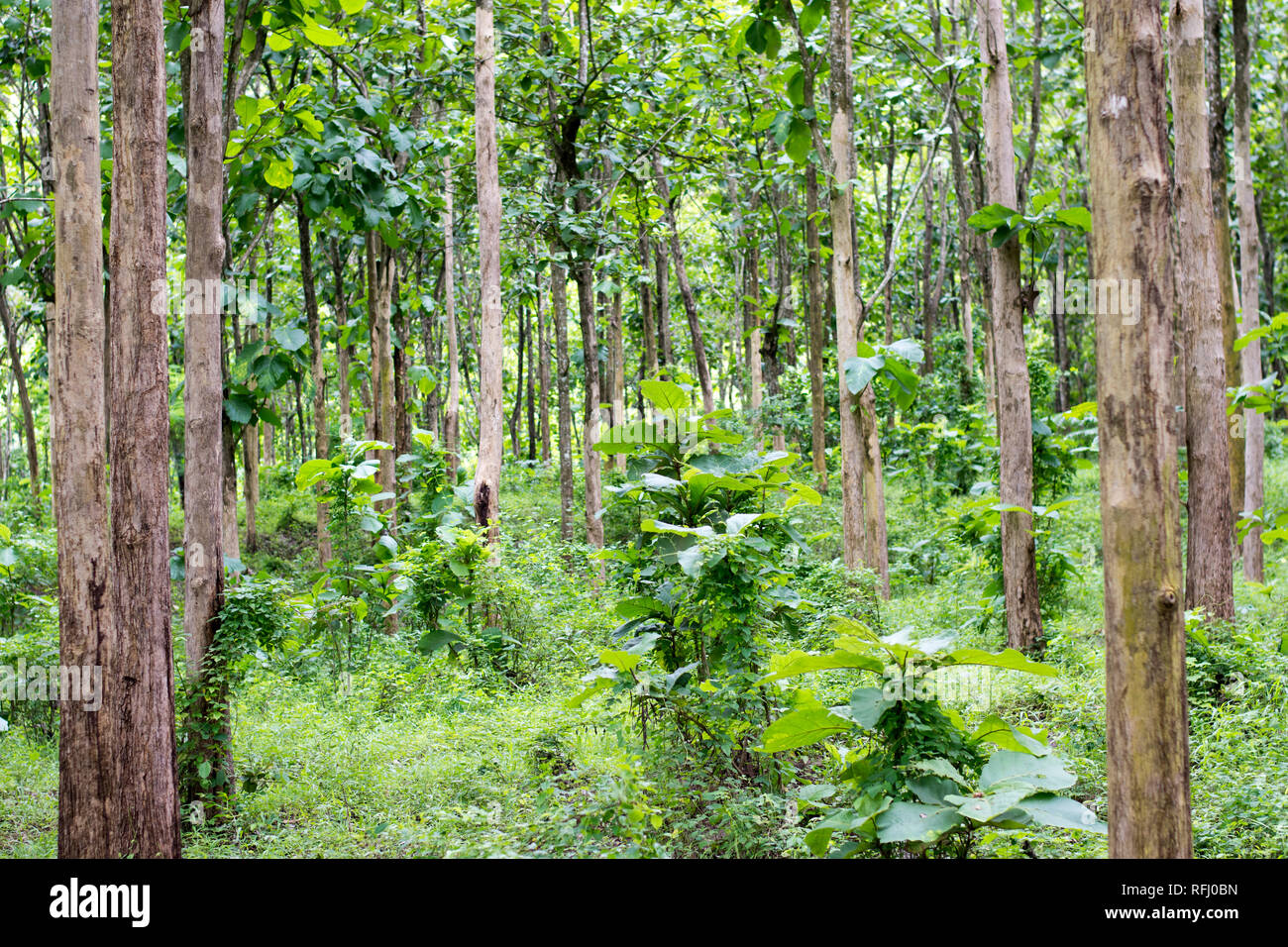 Le Teck est un arbre de bois dur tropical espèces placées dans la