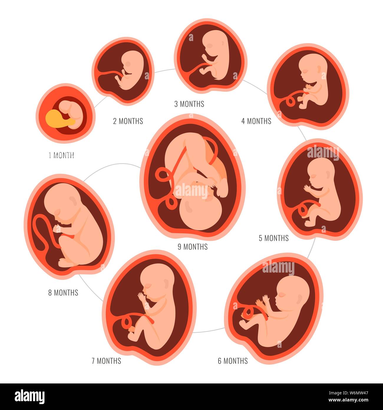 La Grossesse Le Développement Du Foetus Foetus La Croissance De Létape Embryonnaire Mois Mois 